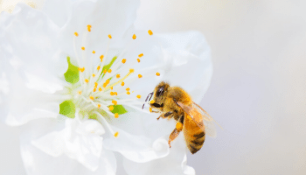 apitherapy penis enlargement