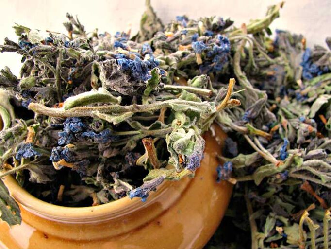 Dried lungwort for the preparation of infusions of drugs that enlarge the male penis