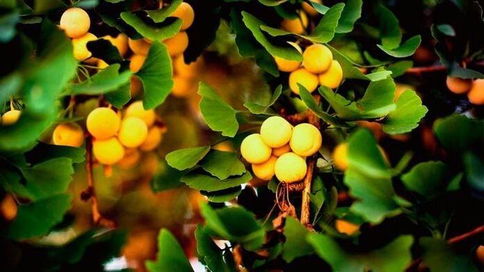 Ginkgo biloba is a penis growth stimulant