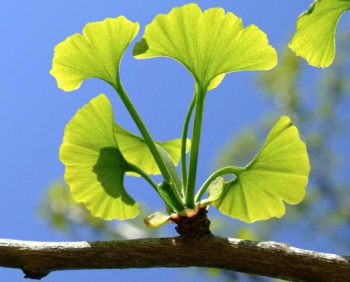 ginkgo saker for penis enlargement